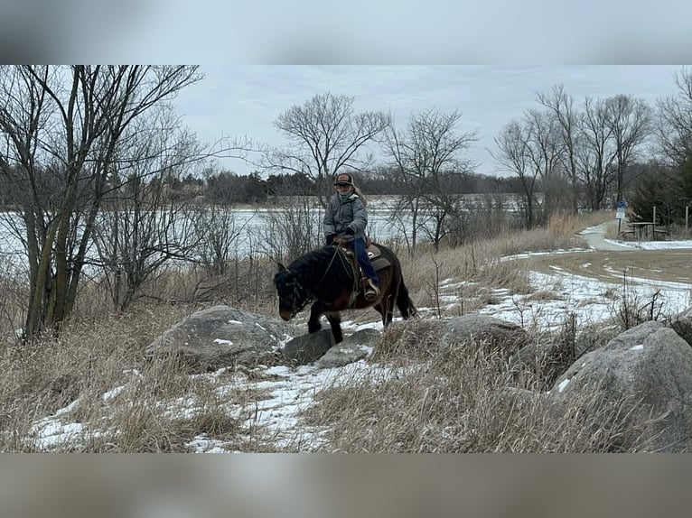More ponies/small horses Gelding 8 years 10 hh Brown in Brandon