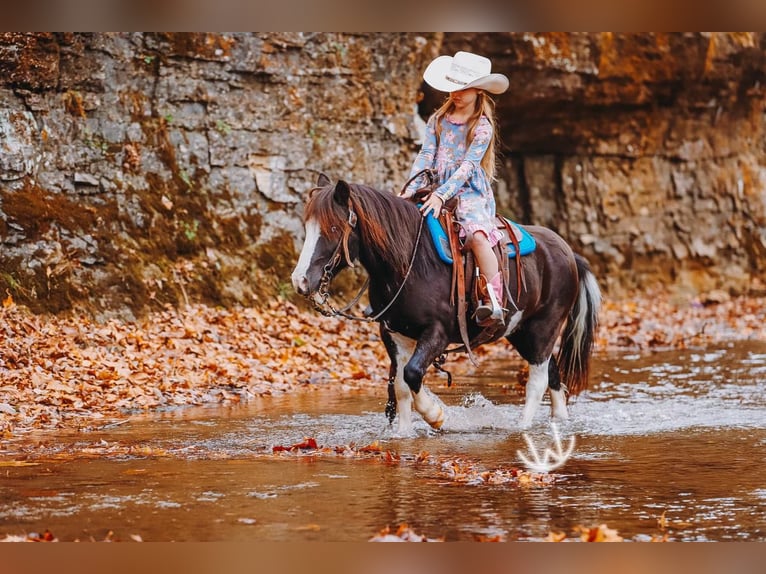 More ponies/small horses Gelding 8 years 10,1 hh Pinto in Lyles