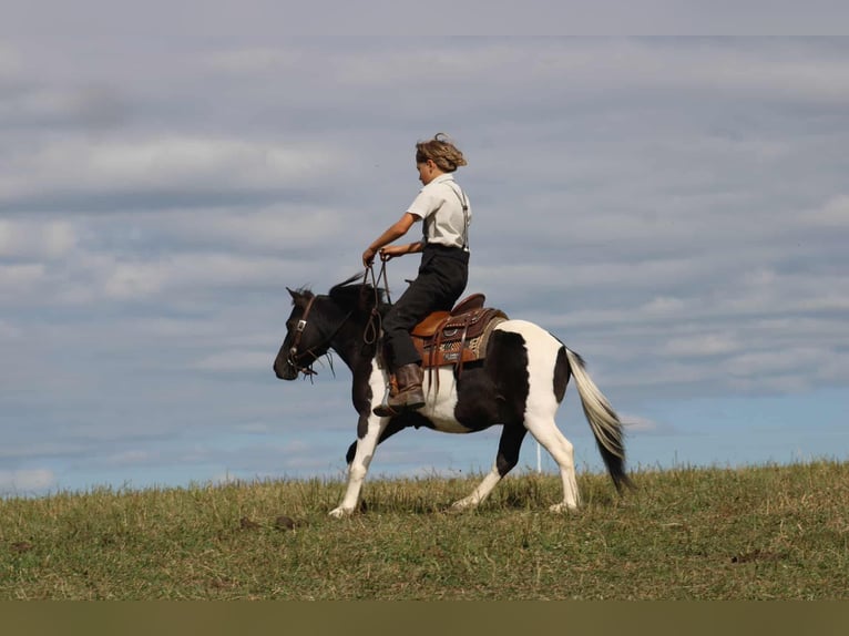 More ponies/small horses Gelding 8 years 10,3 hh Pinto in Rebersburg