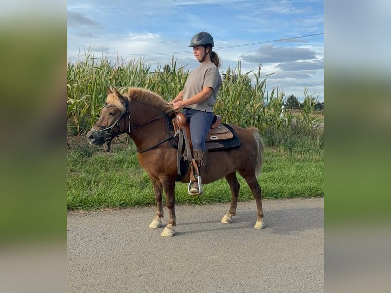 More ponies/small horses Gelding 8 years 11.2 hh Chestnut in Daleiden