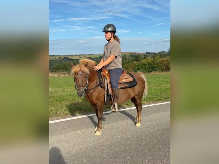 More ponies/small horses Gelding 8 years 11.2 hh Chestnut in Daleiden