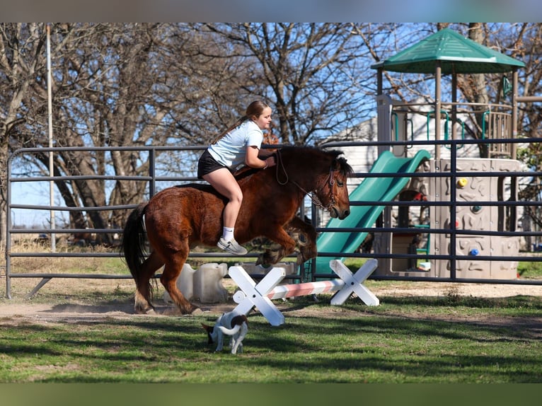 More ponies/small horses Gelding 8 years 11 hh Bay in Forney