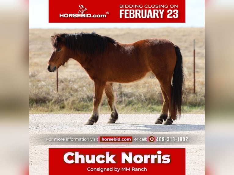 More ponies/small horses Gelding 8 years 11 hh Bay in Forney