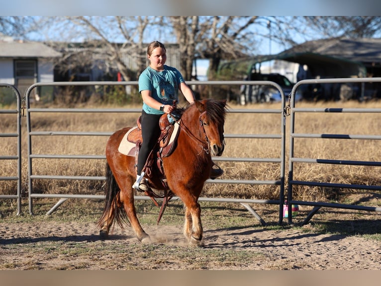 More ponies/small horses Gelding 8 years 11 hh Bay in Forney
