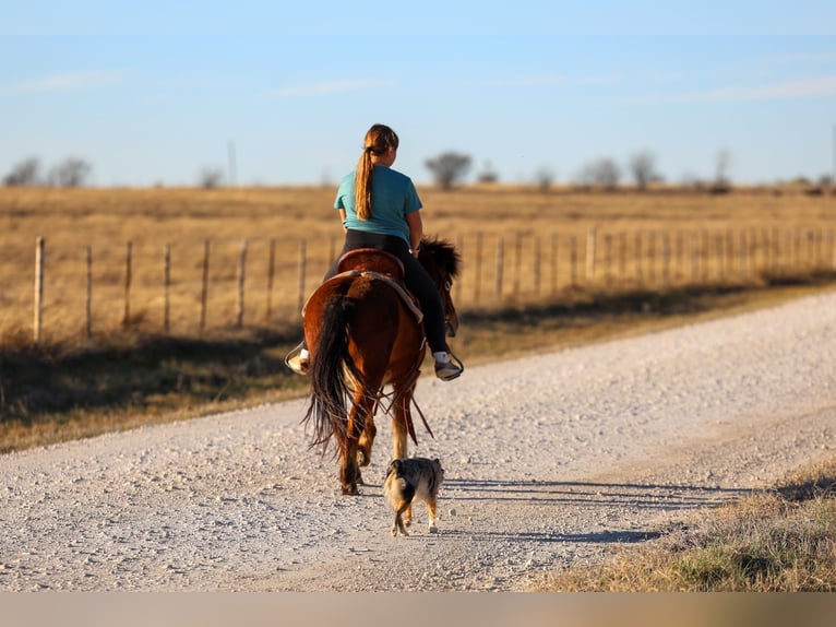 More ponies/small horses Gelding 8 years 11 hh Bay in Forney