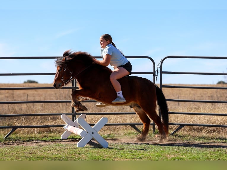 More ponies/small horses Gelding 8 years 11 hh Bay in Forney