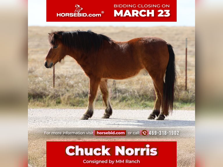 More ponies/small horses Gelding 8 years 11 hh Bay in Forney