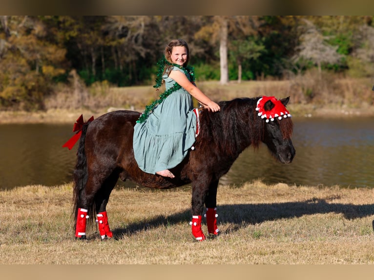 More ponies/small horses Gelding 8 years 11 hh Black in Forney