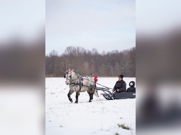 More ponies/small horses Gelding 8 years 11 hh Grey in Bristolville