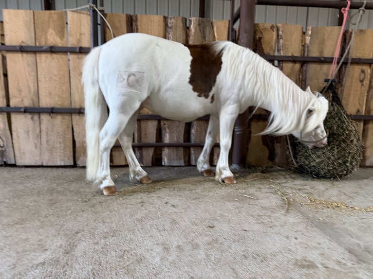More ponies/small horses Gelding 8 years 11 hh Pinto in Thedford