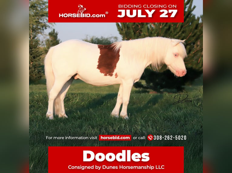 More ponies/small horses Gelding 8 years 11 hh Pinto in Thedford