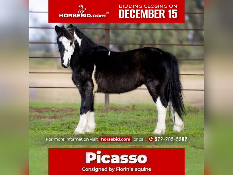 More ponies/small horses Gelding 8 years 11 hh Pinto in Guthrie