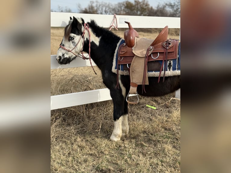More ponies/small horses Gelding 8 years 11 hh Pinto in Guthrie