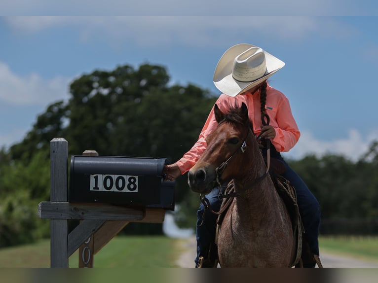 More ponies/small horses Gelding 8 years 11 hh Roan-Bay in Joshua
