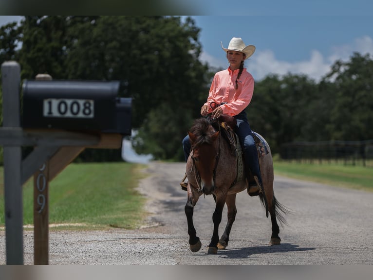 More ponies/small horses Gelding 8 years 11 hh Roan-Bay in Joshua