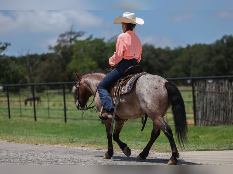 More ponies/small horses Gelding 8 years 11 hh Roan-Bay in Joshua