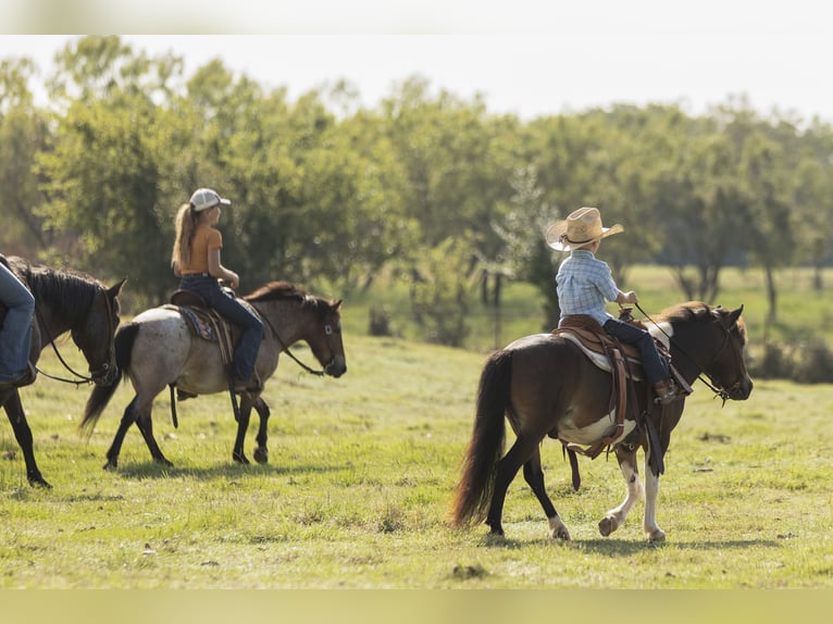 More ponies/small horses Gelding 8 years 11 hh Roan-Bay in Joshua