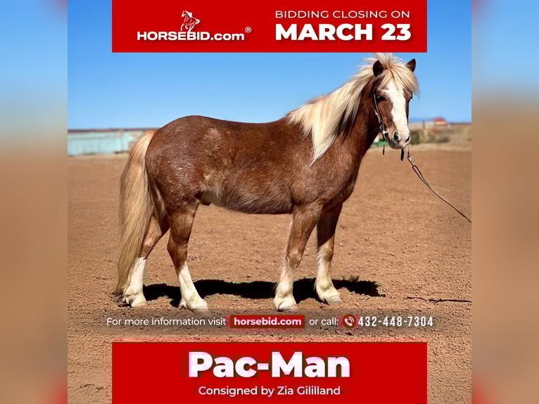 More ponies/small horses Gelding 8 years 11 hh Roan-Red in Edgewood