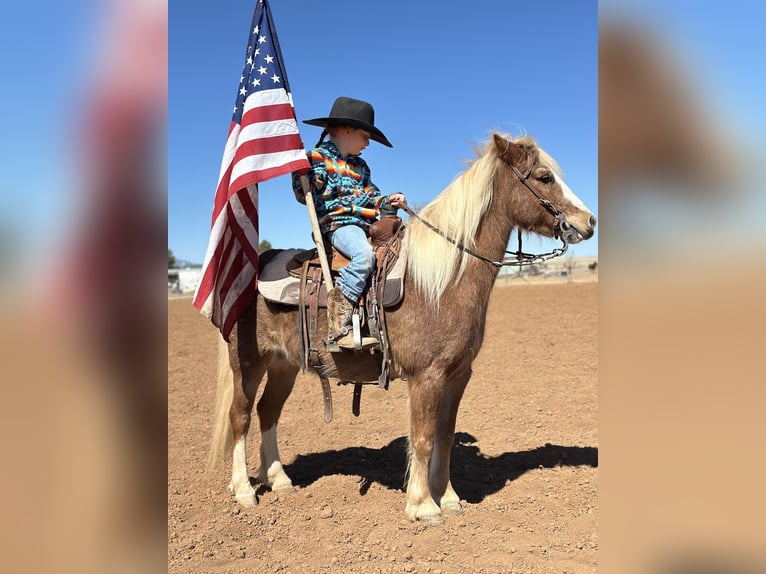 More ponies/small horses Gelding 8 years 11 hh Roan-Red in Edgewood