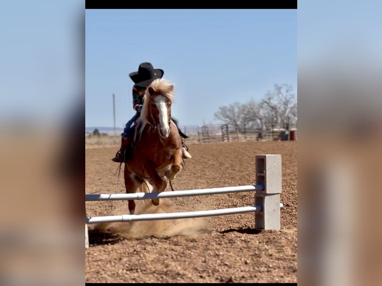 More ponies/small horses Gelding 8 years 11 hh Roan-Red in Edgewood