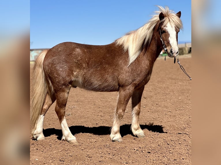 More ponies/small horses Gelding 8 years 11 hh Roan-Red in Edgewood