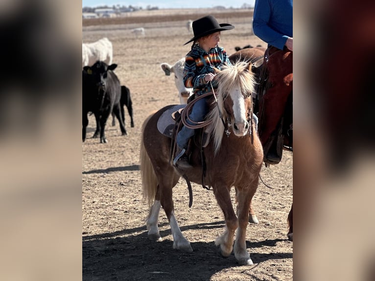 More ponies/small horses Gelding 8 years 11 hh Roan-Red in Edgewood