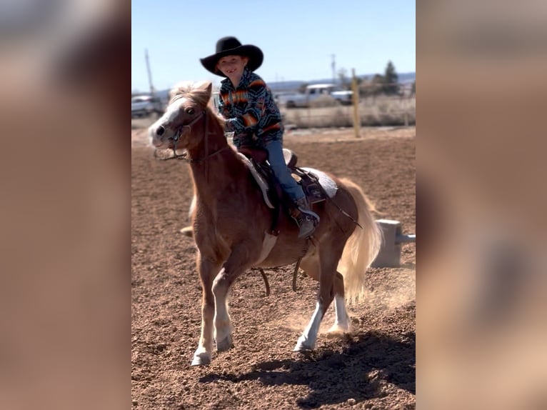 More ponies/small horses Gelding 8 years 11 hh Roan-Red in Edgewood