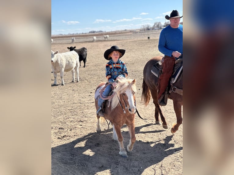 More ponies/small horses Gelding 8 years 11 hh Roan-Red in Edgewood