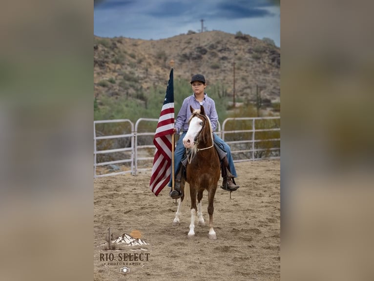 More ponies/small horses Gelding 8 years 11 hh  in Phoenix
