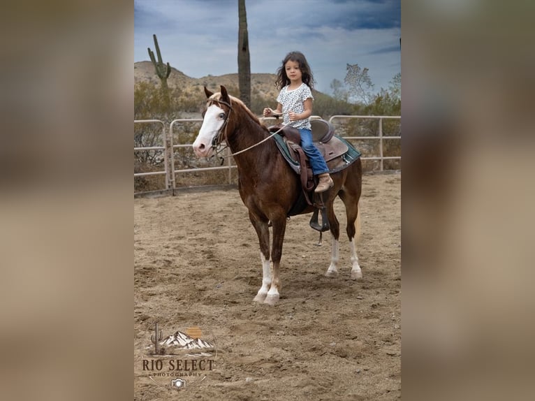 More ponies/small horses Gelding 8 years 11 hh  in Phoenix
