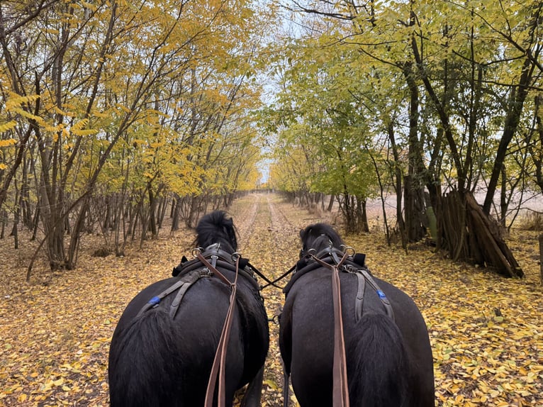 More ponies/small horses Gelding 8 years 11,2 hh Black in Bácsalmás