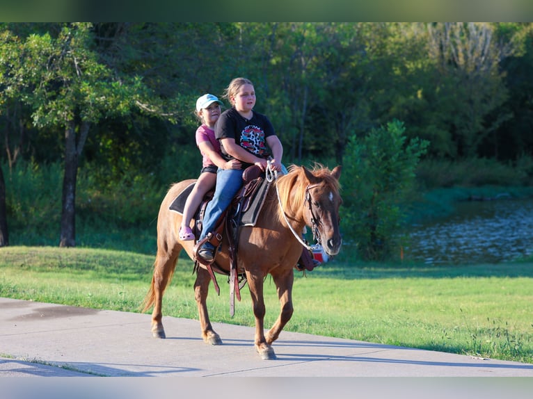 More ponies/small horses Gelding 8 years 11,3 hh Red Dun in Forney