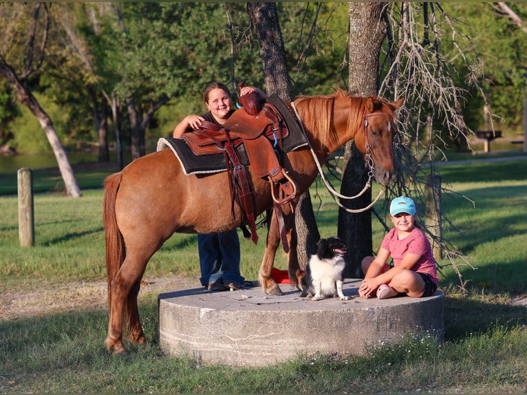 More ponies/small horses Gelding 8 years 11,3 hh Red Dun in Forney