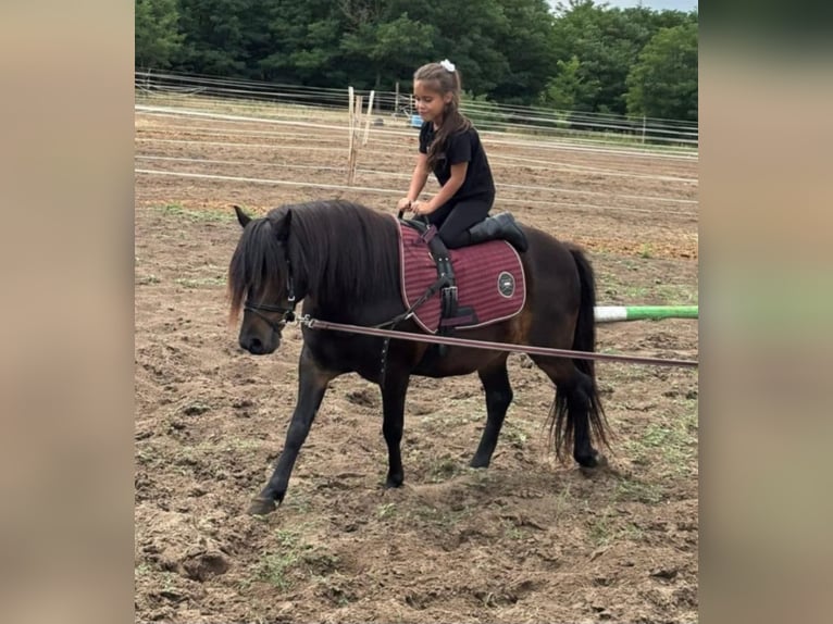 More ponies/small horses Gelding 8 years 12.1 hh Bay-Dark in Rechnitz
