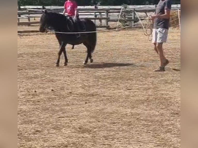 More ponies/small horses Gelding 8 years 12.1 hh Bay-Dark in Rechnitz