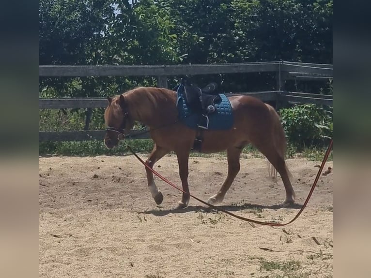 More ponies/small horses Gelding 8 years 12,1 hh Chestnut-Red in Rechnitz
