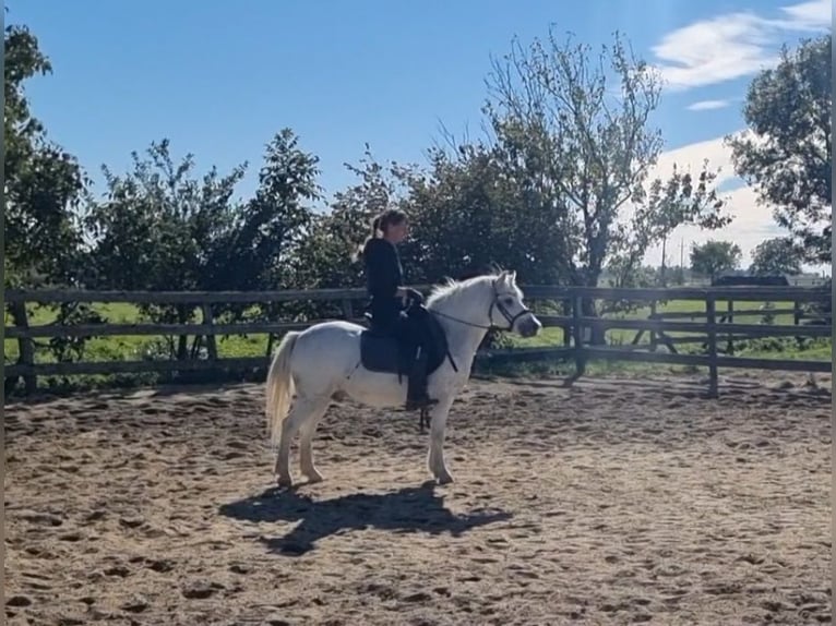 More ponies/small horses Gelding 8 years 12,1 hh Grey in Rechnitz More ponies/small horses Gelding 8 years 12,1 hh Grey in Rechnitz