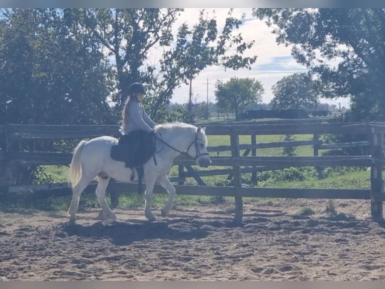 More ponies/small horses Gelding 8 years 12,1 hh Grey in Rechnitz More ponies/small horses Gelding 8 years 12,1 hh Grey in Rechnitz
