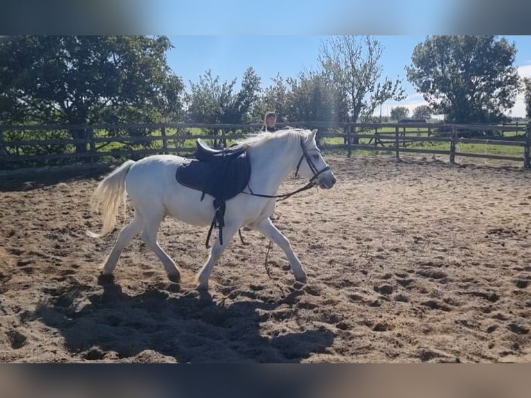 More ponies/small horses Gelding 8 years 12,1 hh Grey in Rechnitz More ponies/small horses Gelding 8 years 12,1 hh Grey in Rechnitz