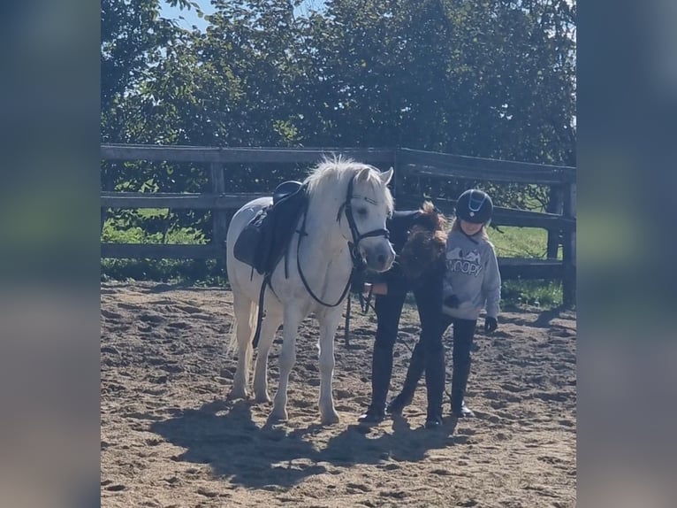 More ponies/small horses Gelding 8 years 12,1 hh Grey in Rechnitz More ponies/small horses Gelding 8 years 12,1 hh Grey in Rechnitz
