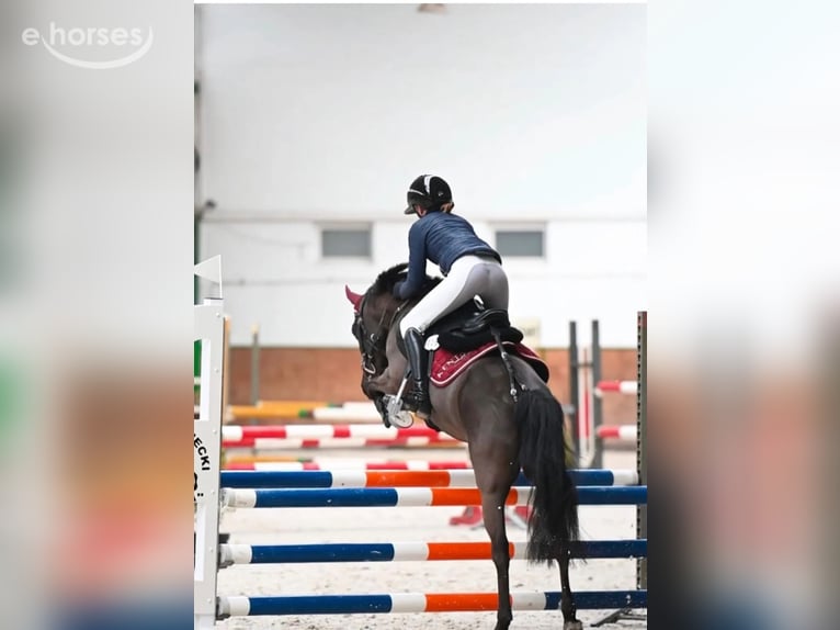 More ponies/small horses Gelding 8 years 12.2 hh Black in Leczyca