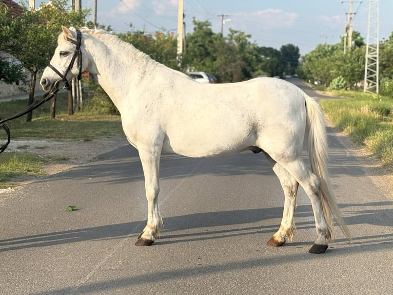 More ponies/small horses Gelding 8 years 12 hh Gray in B&#xE9;k&#xE9;s