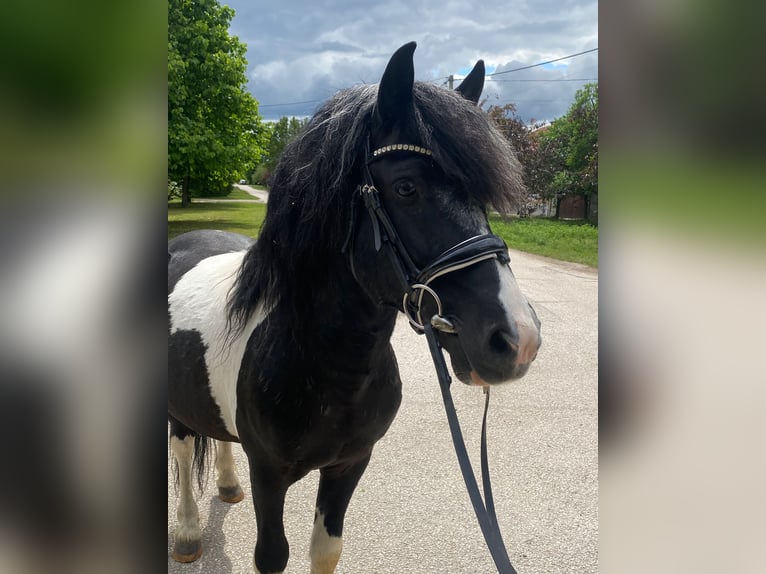 More ponies/small horses Gelding 8 years 12 hh Pinto in Rechnitz More ponies/small horses Gelding 8 years 12 hh Pinto in Rechnitz