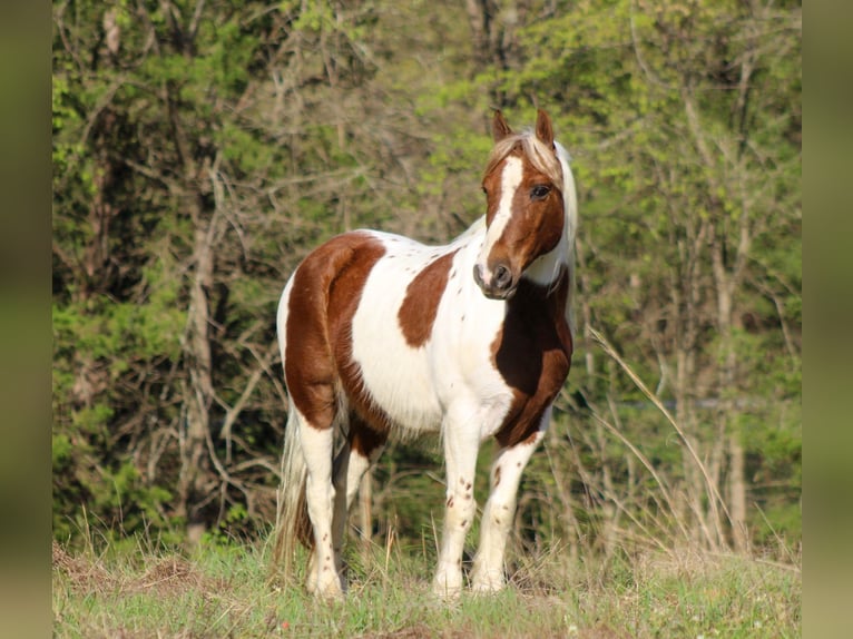 More ponies/small horses Gelding 8 years 12 hh Pinto in Whitesboro