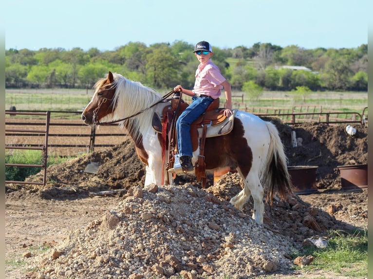 More ponies/small horses Gelding 8 years 12 hh Pinto in Whitesboro