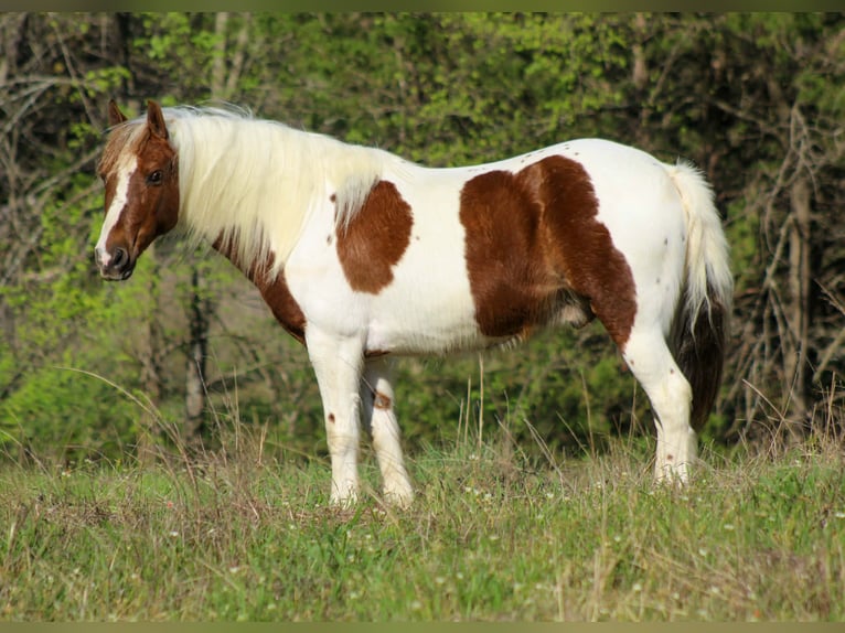 More ponies/small horses Gelding 8 years 12 hh Tobiano-all-colors in Whitesboro