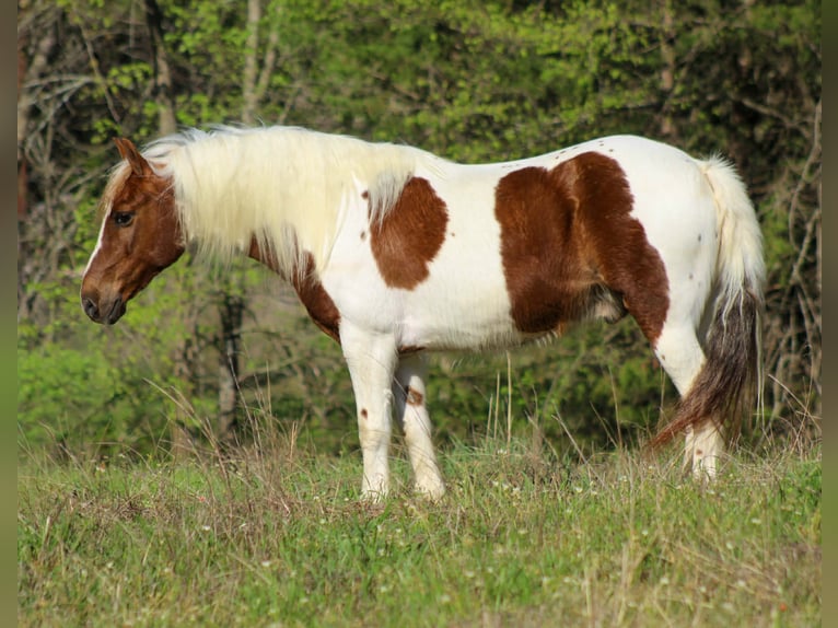 More ponies/small horses Gelding 8 years 12 hh Tobiano-all-colors in Whitesboro