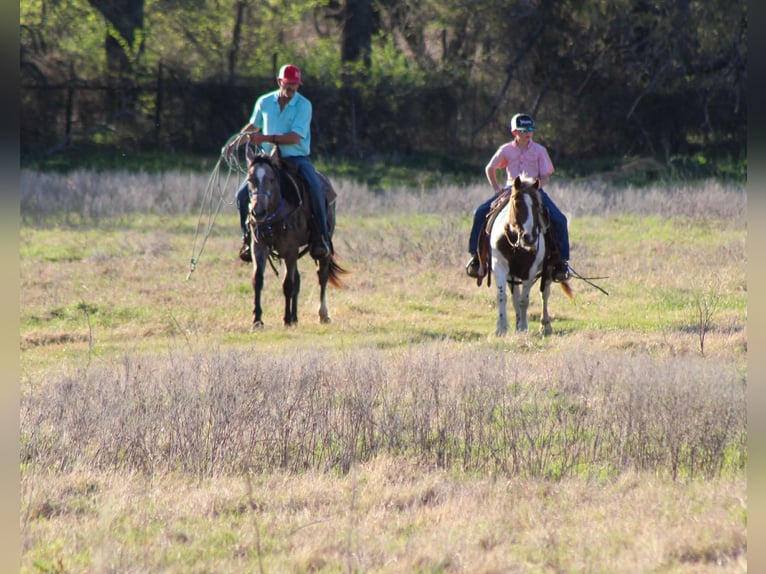 More ponies/small horses Gelding 8 years 12 hh Tobiano-all-colors in Whitesboro