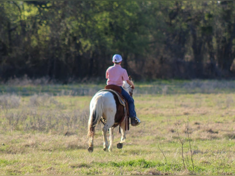 More ponies/small horses Gelding 8 years 12 hh Tobiano-all-colors in Whitesboro