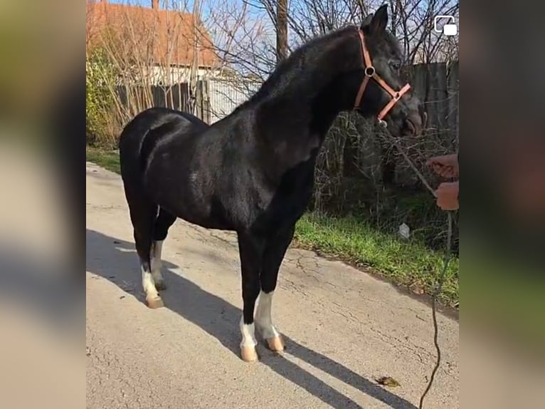 More ponies/small horses Gelding 8 years 12,1 hh Black in Rechnitz